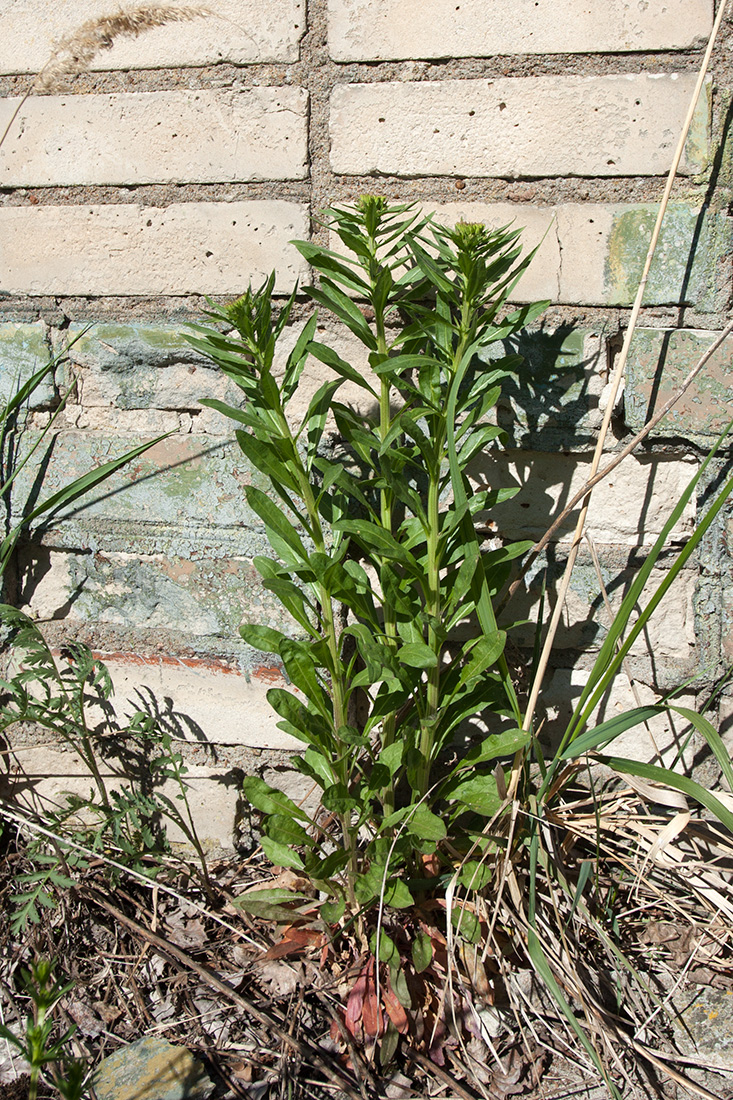 Изображение особи Erysimum hieraciifolium.