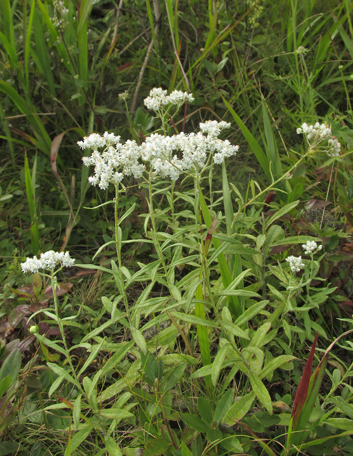 Изображение особи Anaphalis pterocaulon.