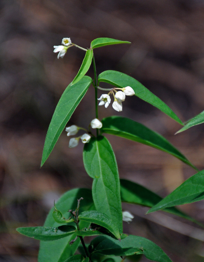 Image of Vincetoxicum hirundinaria specimen.