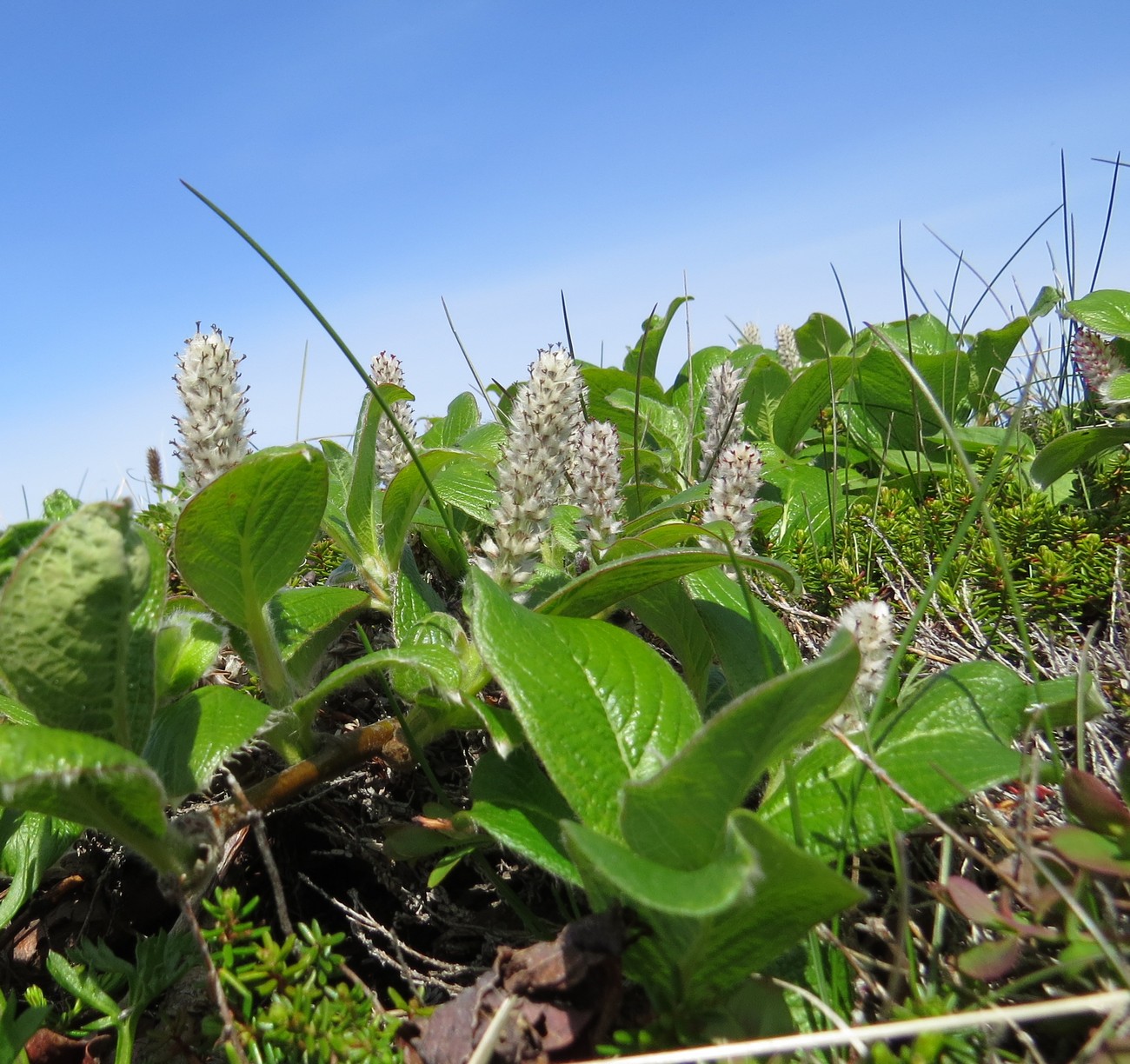 Image of Salix arctica specimen.