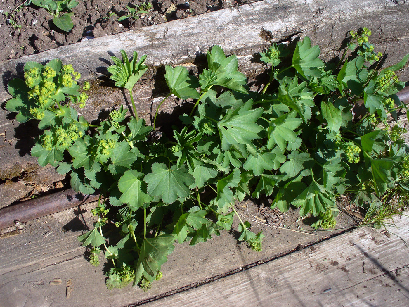 Image of Alchemilla pycnoloba specimen.
