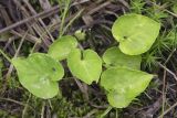 Viola epipsiloides