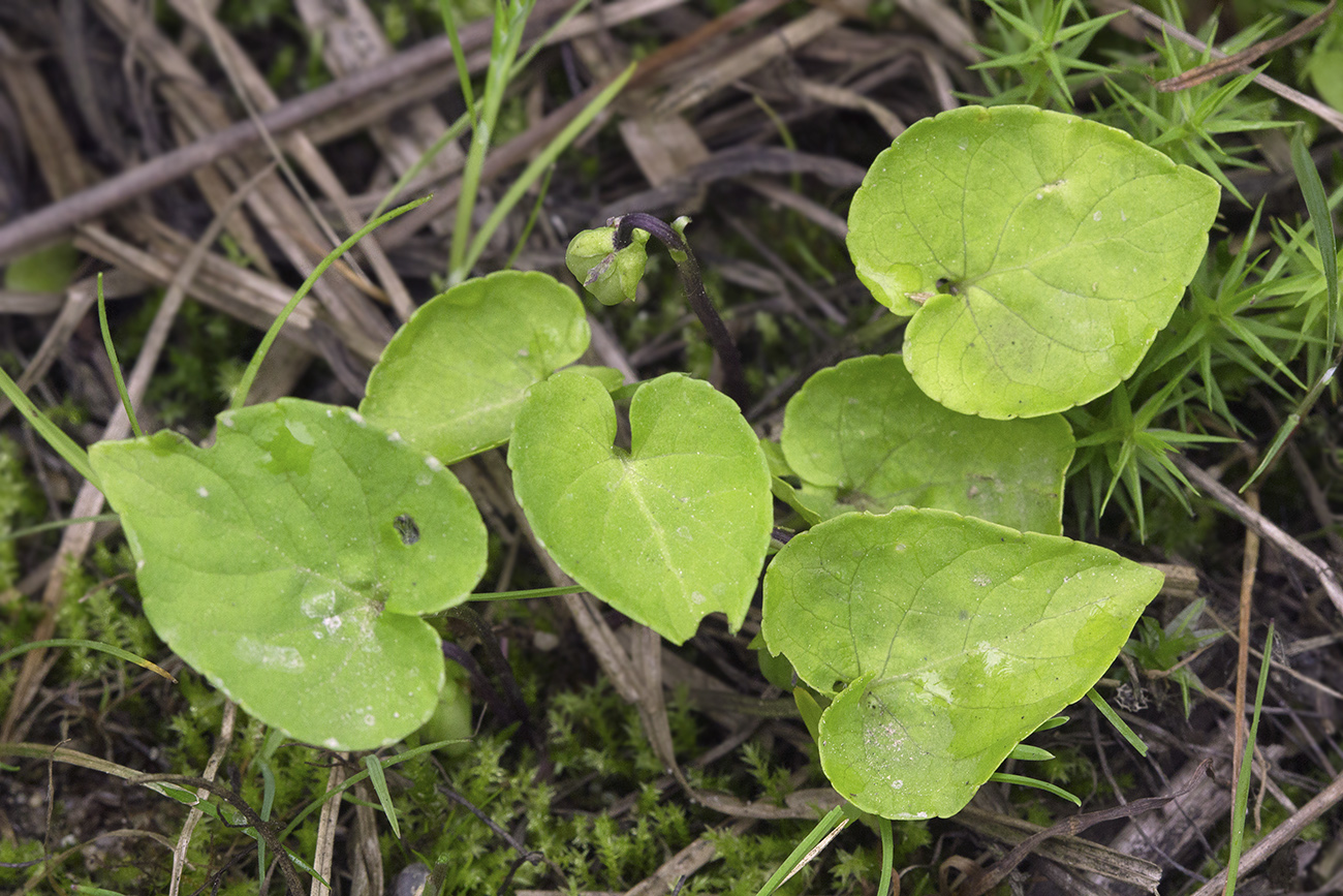 Изображение особи Viola epipsiloides.