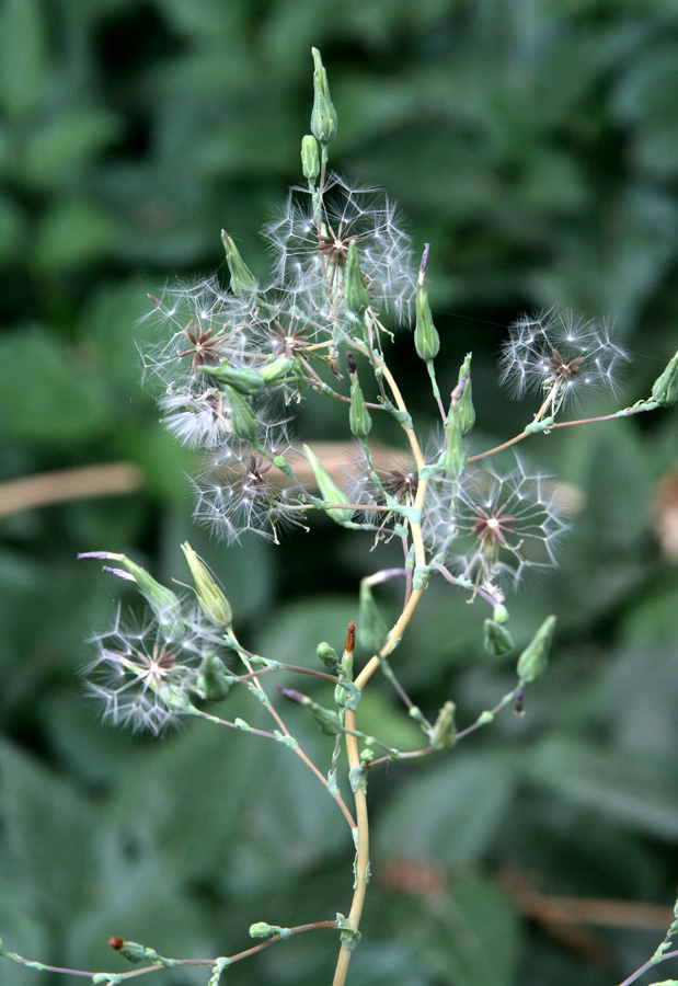 Изображение особи Lactuca serriola.