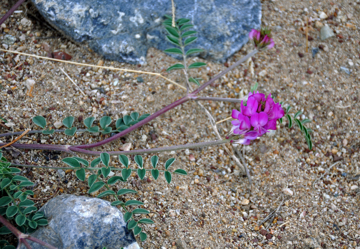 Image of Hedysarum gmelinii specimen.