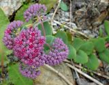 Hylotelephium triphyllum. Верхушка цветущего растения. Сахалинская обл., Корсаковский р-н, побережье перед мысом Великан, подножье скального берега. 15.08.2019.