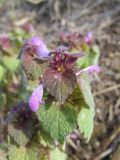 Lamium purpureum. Верхушка цветущего растения. Беларусь, Гродненская обл., Новогрудский р-н, Брольникский сельсовет, дер. Мольничи, обочина асфальтированной дороги, у поля. 08.05.2019.