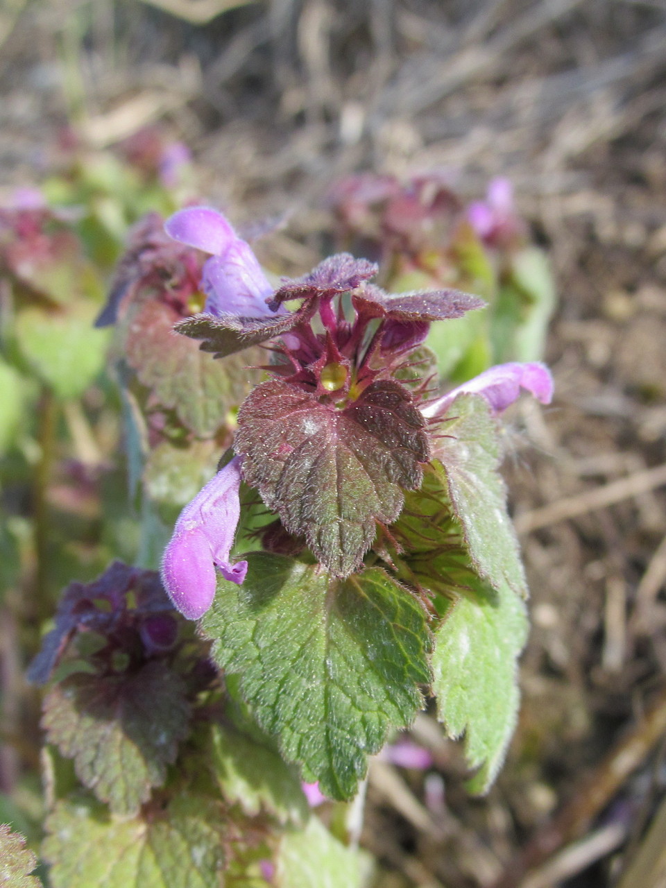 Изображение особи Lamium purpureum.