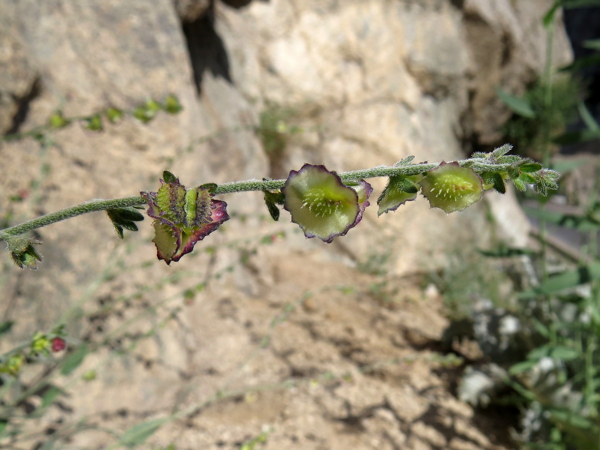 Изображение особи Paracaryum himalayense.