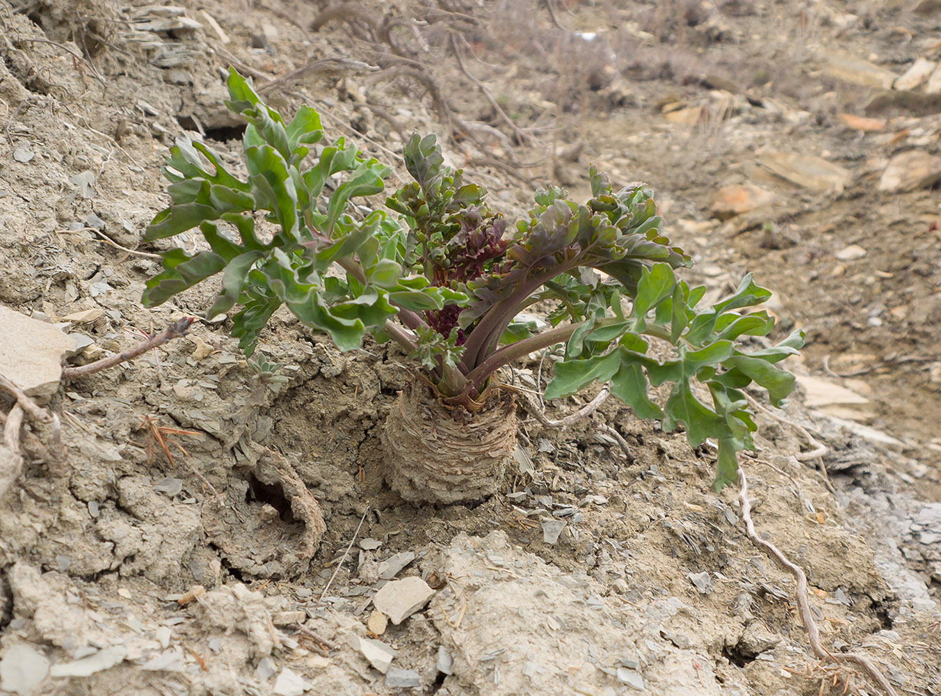 Изображение особи Crambe steveniana.