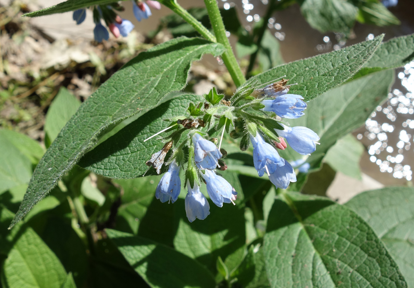 Изображение особи Symphytum caucasicum.