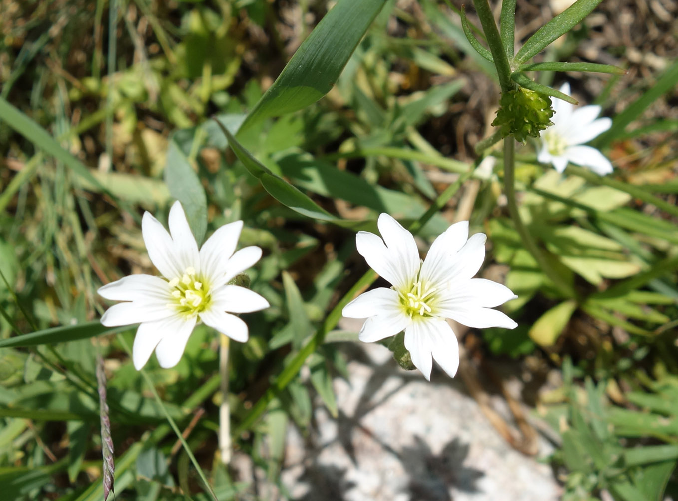 Image of Cerastium nemorale specimen.