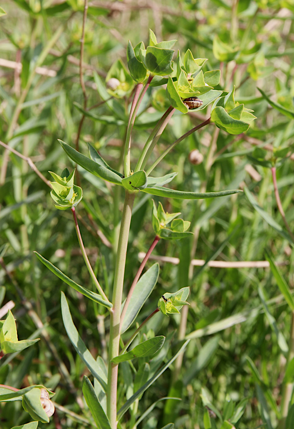 Изображение особи Euphorbia terracina.