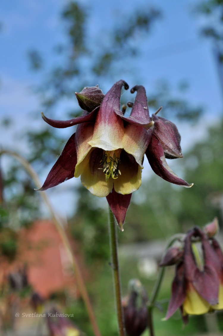 Изображение особи Aquilegia oxysepala.