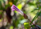 Calystegia spectabilis. Распускающийся цветок. Ленинградская обл., Кингисеппский р-н, окр. дер. Урмизно, побережье Финского залива, приморский луг с разреженным древостоем. 31.08.2019.