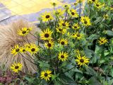 Rudbeckia triloba. Верхушки цветущих растений. Франция, регион Иль-де-Франс, деп. О-де-Сен, г. Леваллуа-Перре, сквер на площади генерала Леклерка, в культуре. 26.02.2020.