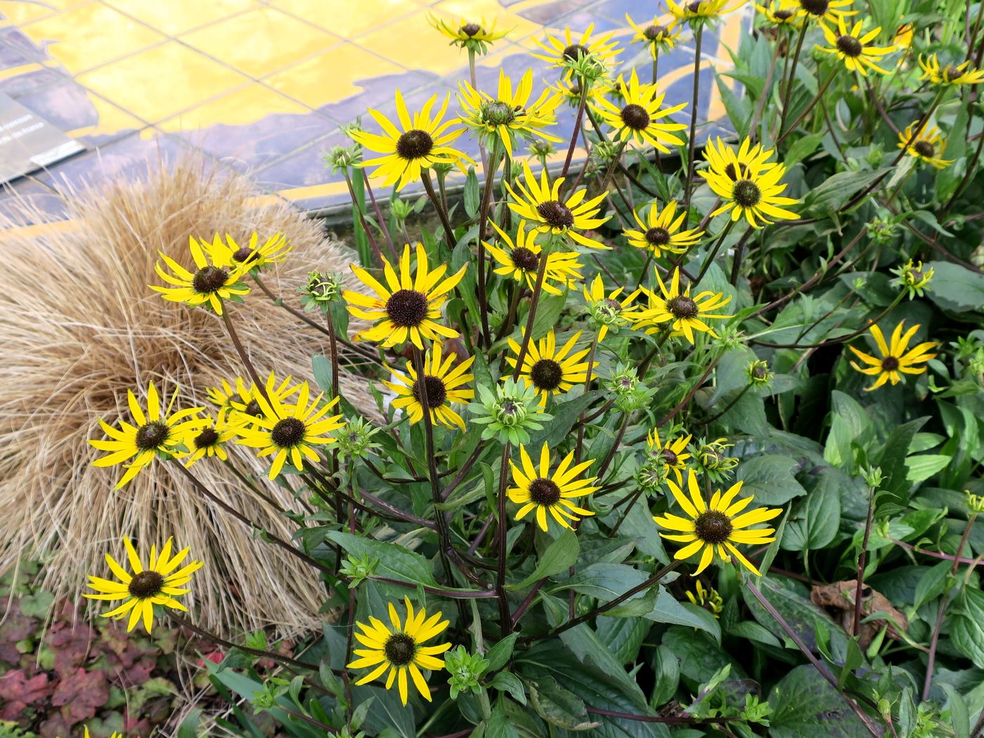 Image of Rudbeckia triloba specimen.