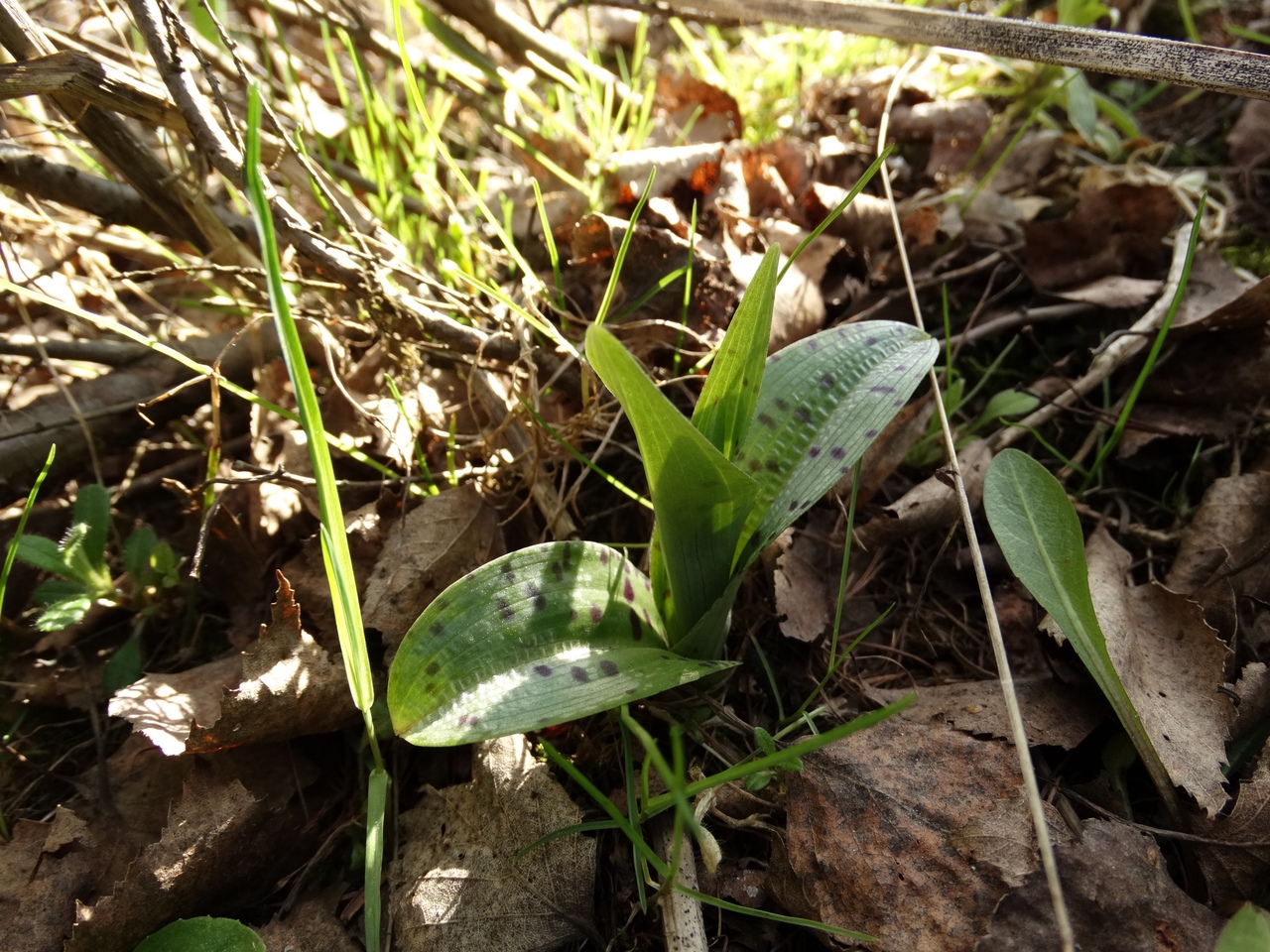 Image of Dactylorhiza fuchsii specimen.