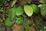 Anthurium supraglandulum