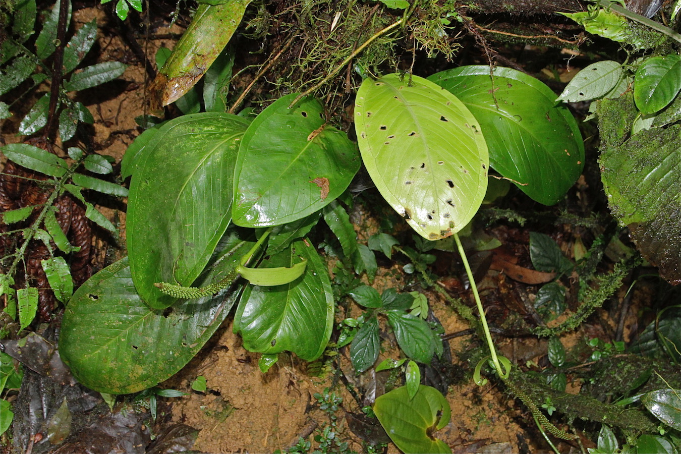 Изображение особи Anthurium supraglandulum.