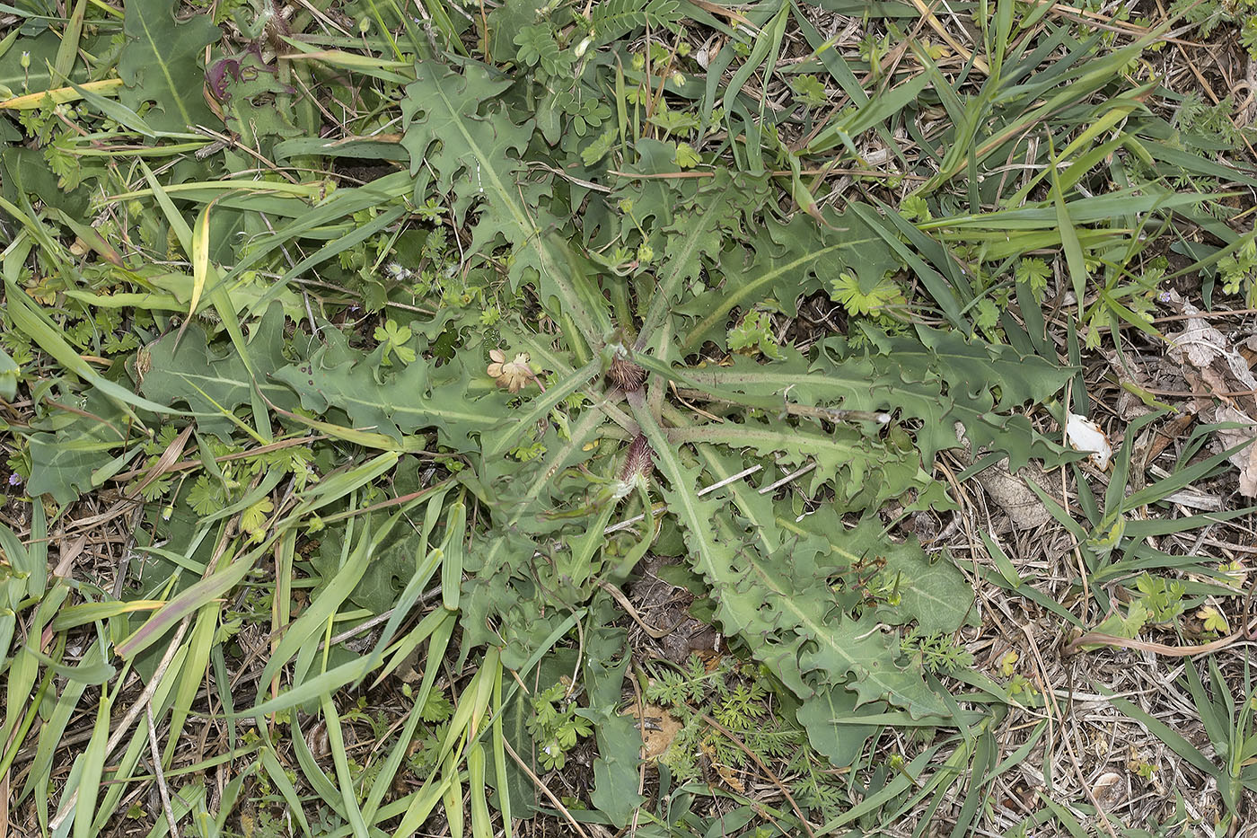 Image of genus Chondrilla specimen.