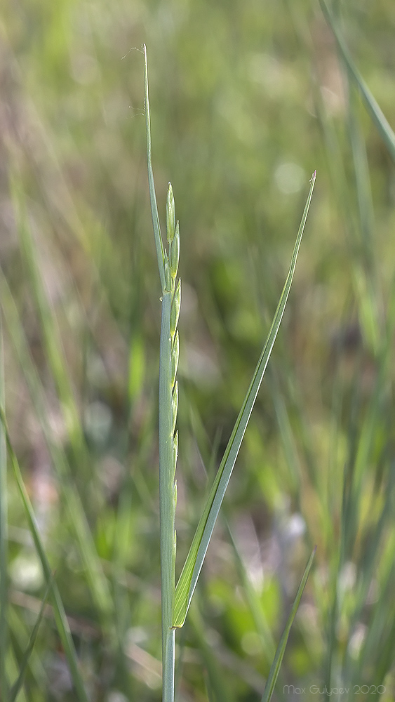 Image of genus Elytrigia specimen.