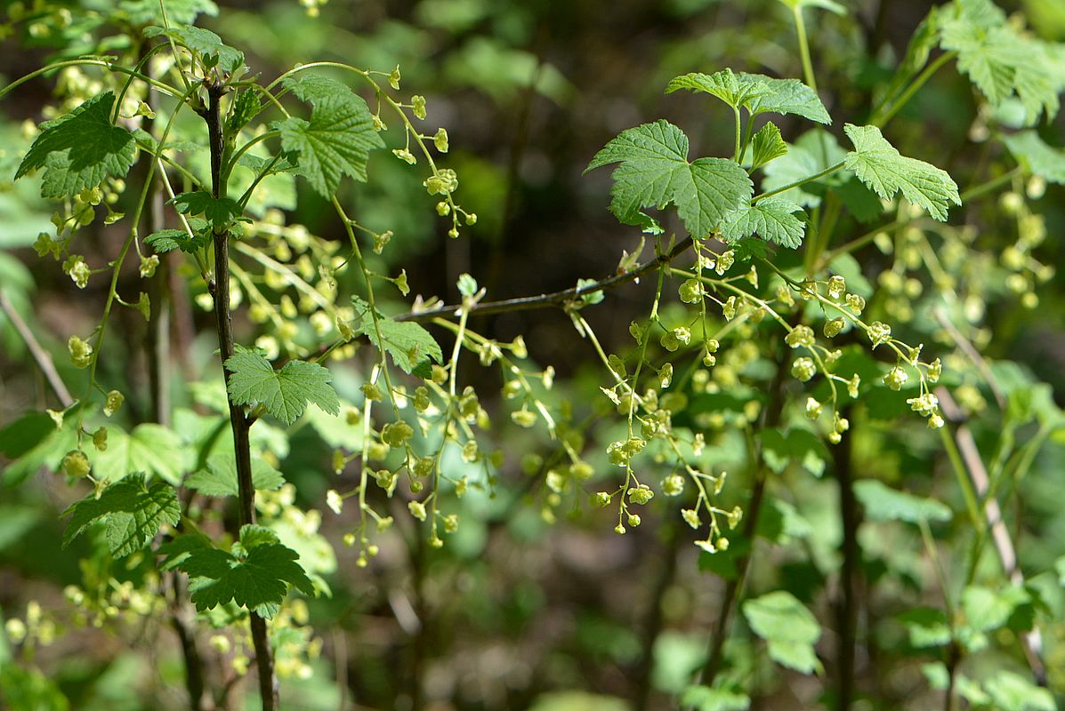 Изображение особи род Ribes.