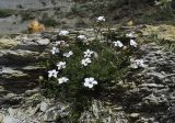 Linum milletii