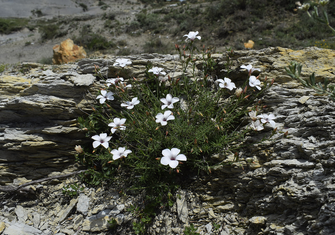 Image of Linum milletii specimen.