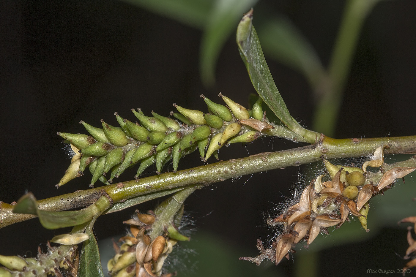 Image of Salix alba specimen.