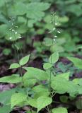 Circaea lutetiana