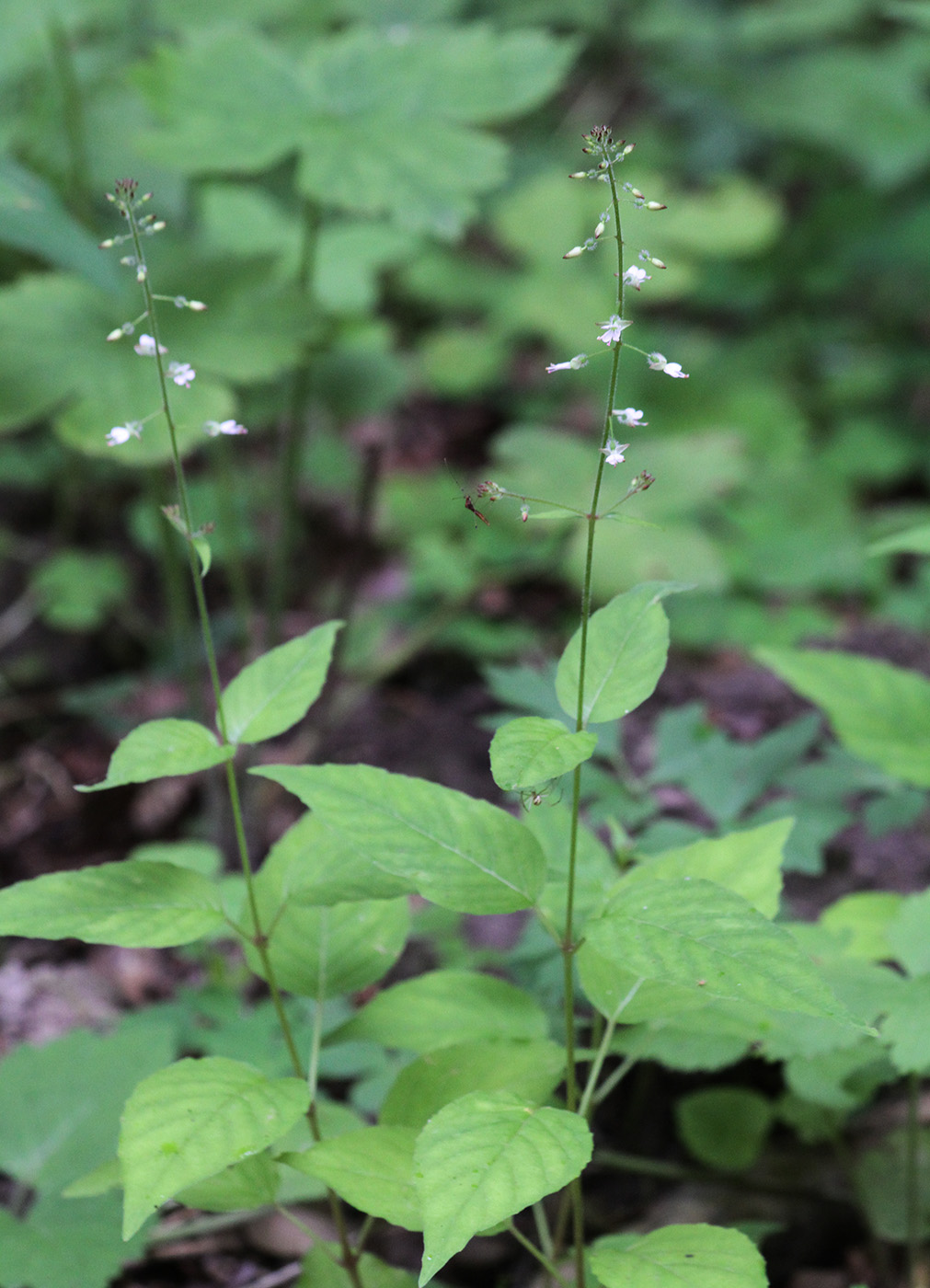 Изображение особи Circaea lutetiana.