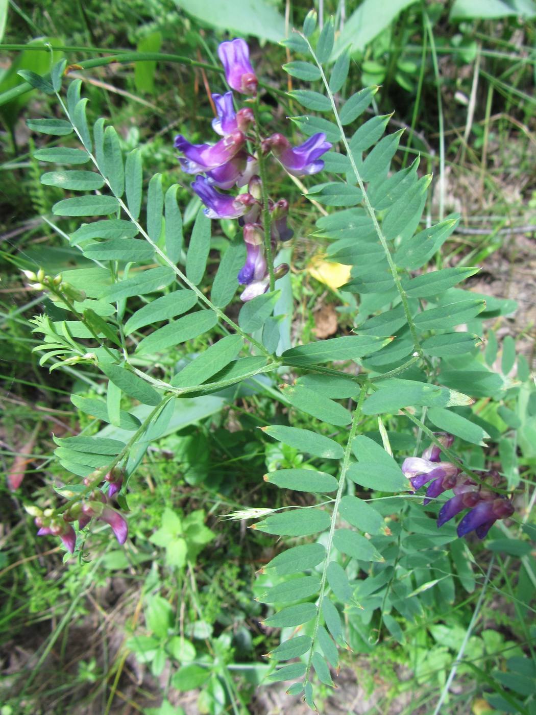 Image of Vicia cracca specimen.