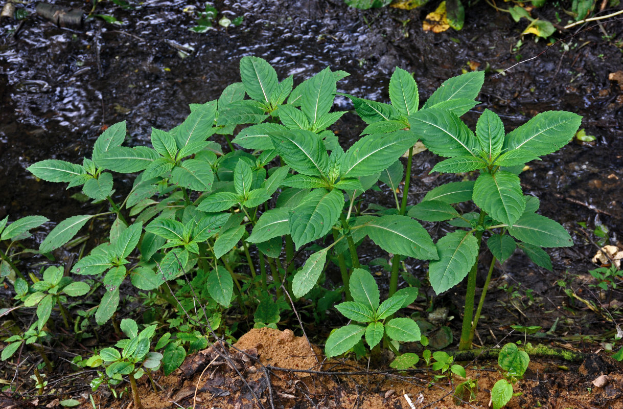 Изображение особи Impatiens glandulifera.