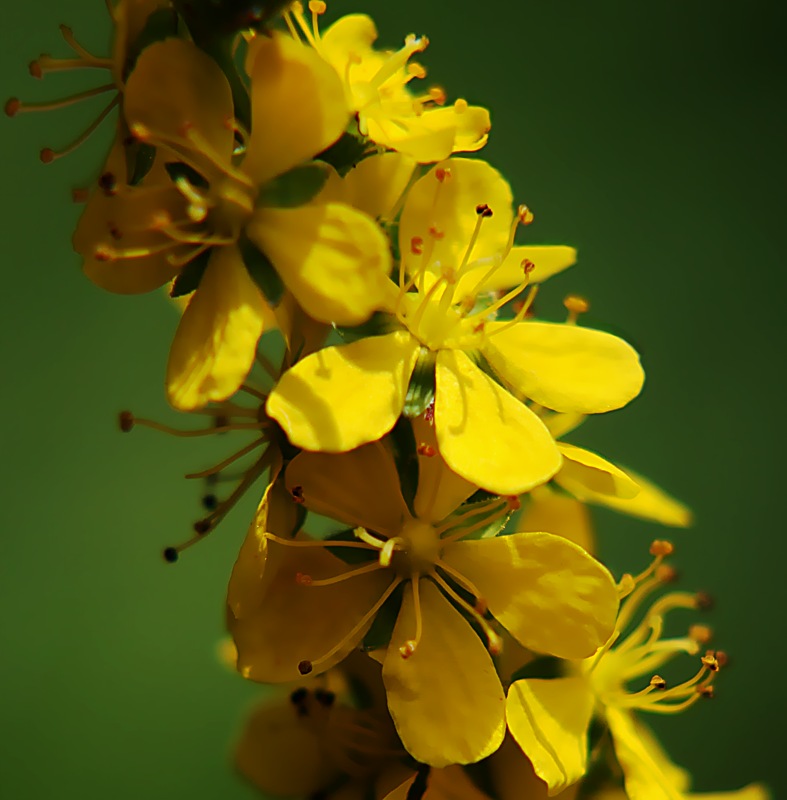 Image of Agrimonia viscidula specimen.