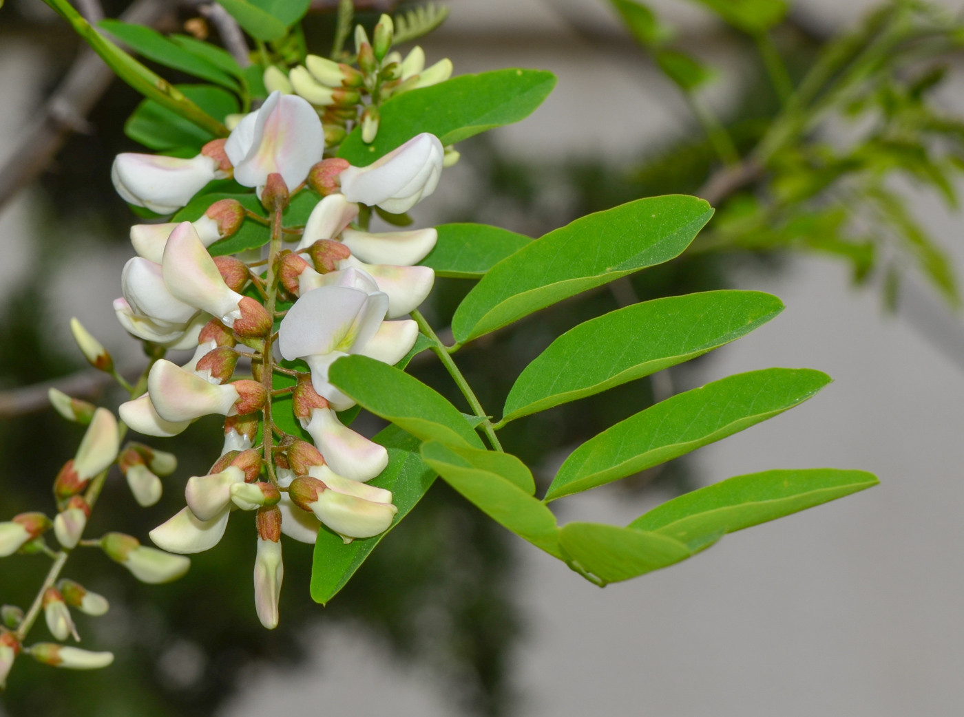 Изображение особи Robinia pseudoacacia.