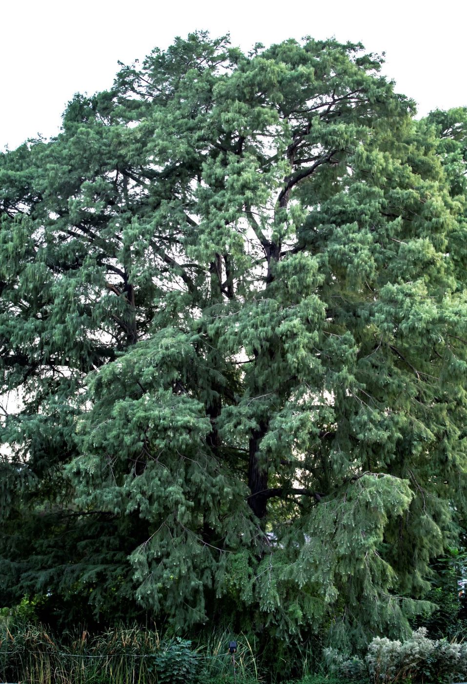 Image of genus Taxodium specimen.