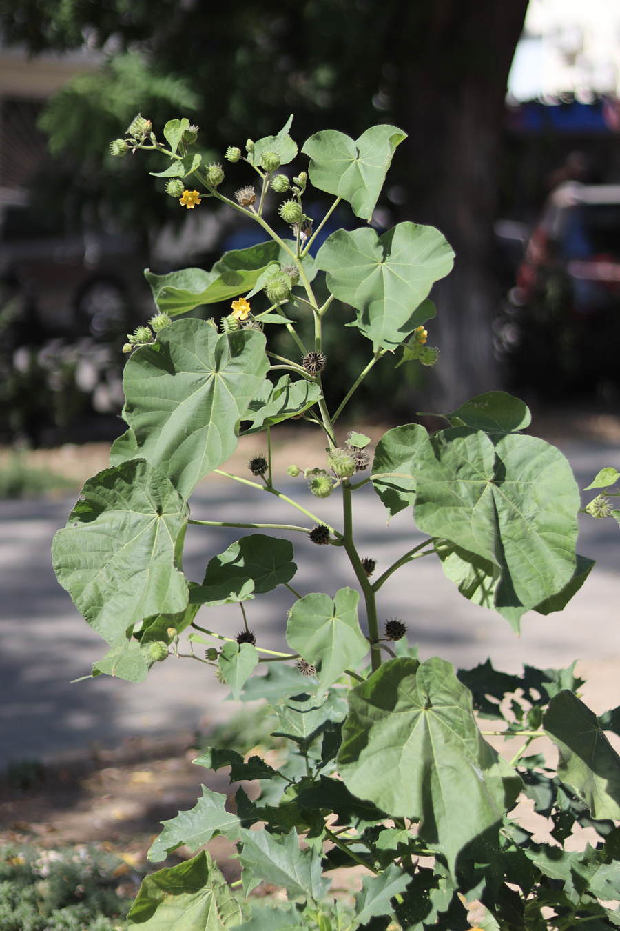 Изображение особи Abutilon theophrasti.