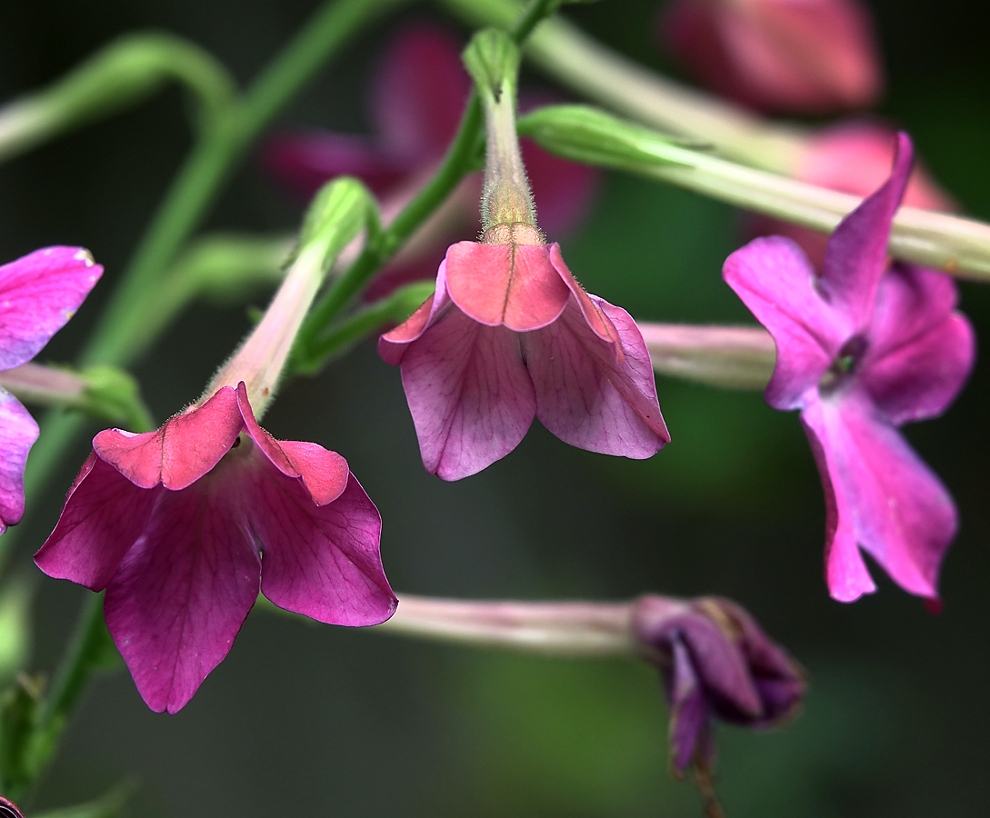 Изображение особи Nicotiana alata.