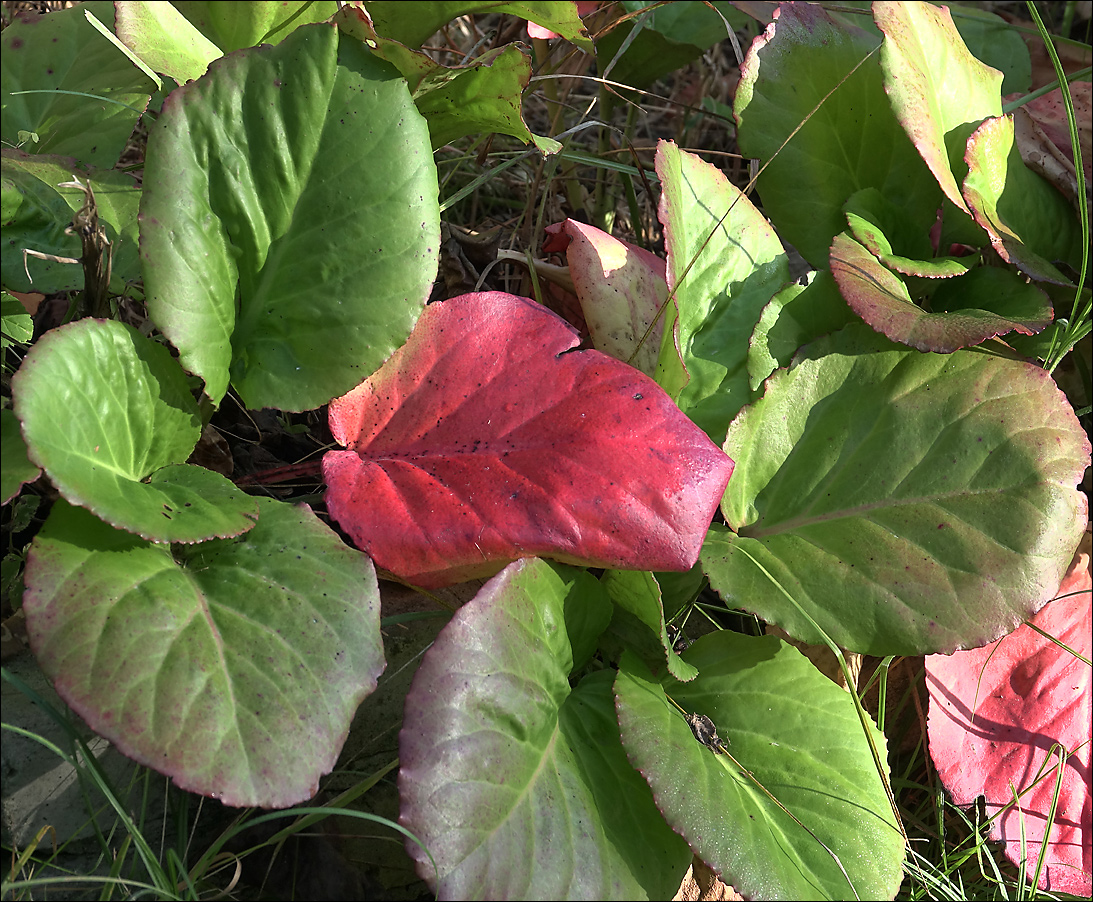 Image of Bergenia crassifolia specimen.