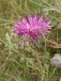 Centaurea adpressa. Верхушка побега с соцветием. Украина, г. Запорожье, балка возле трассы на Васильевку, южнее Опытной станции, степь. 14.10.2020.