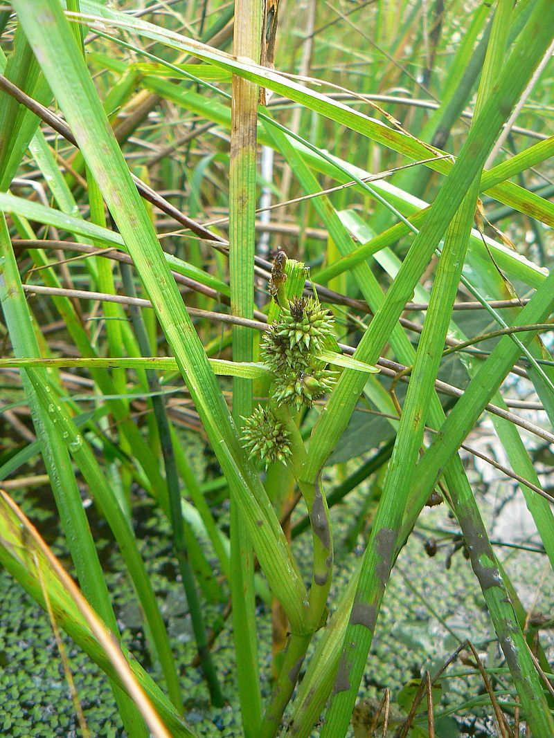 Изображение особи Sparganium glomeratum.