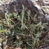 род Cladonia. Талломы с апотециями. Тверская обл., Весьегонский р-н, бывшая свалка опилок на сфагновом болоте, земляной вал, сосняк. 1 мая 2020 г.