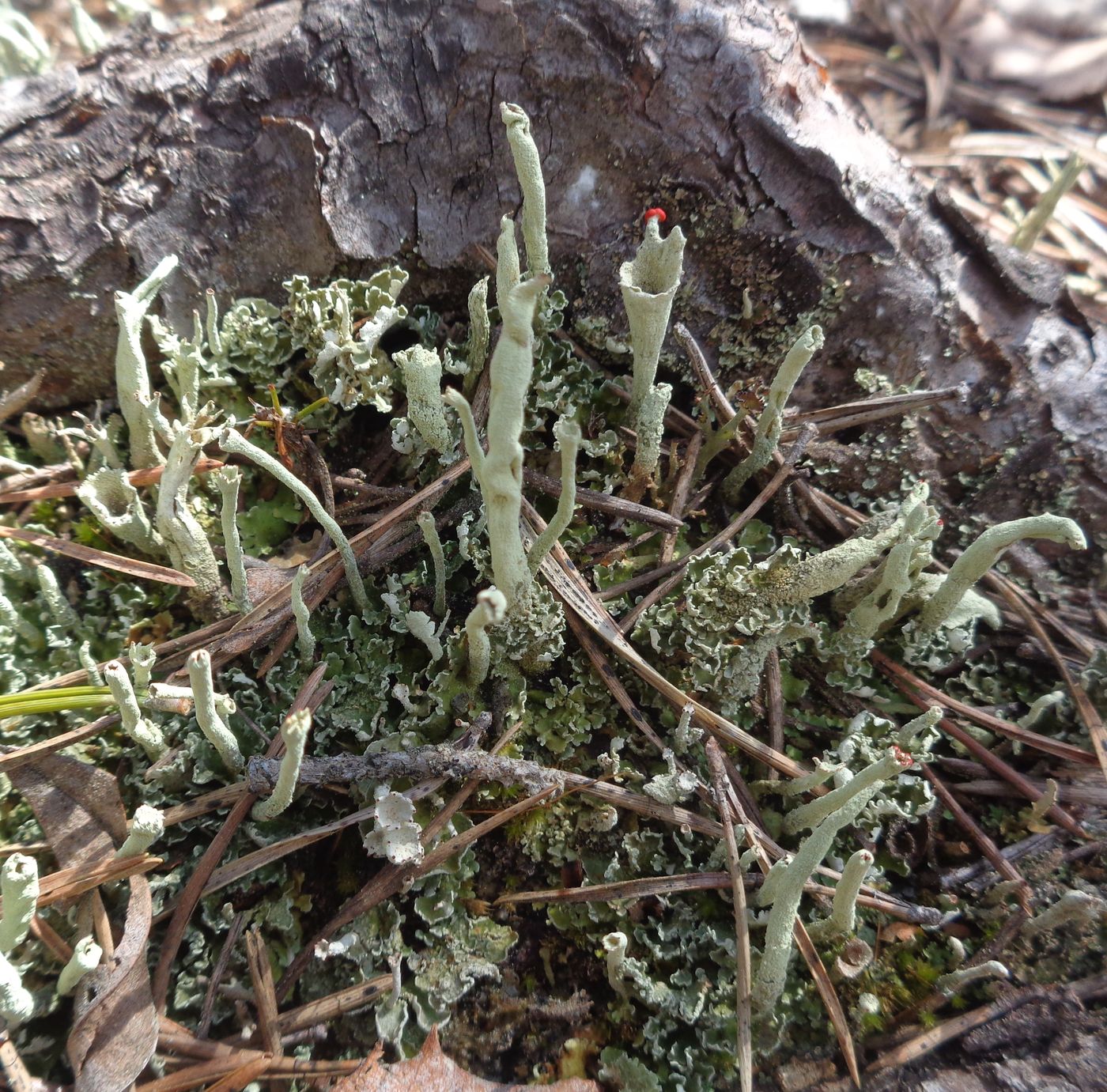 Изображение особи род Cladonia.