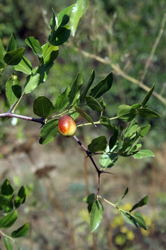 Image of Ziziphus jujuba specimen.