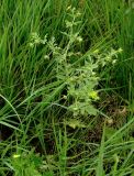 Potentilla supina