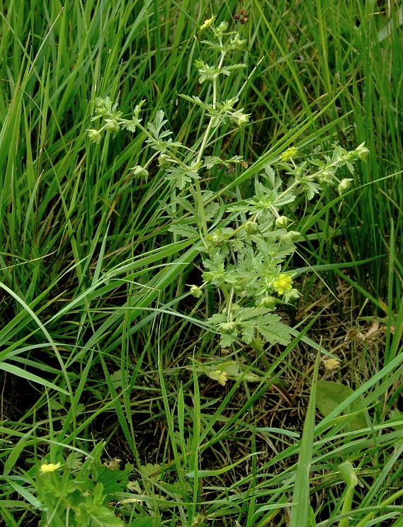 Изображение особи Potentilla supina.