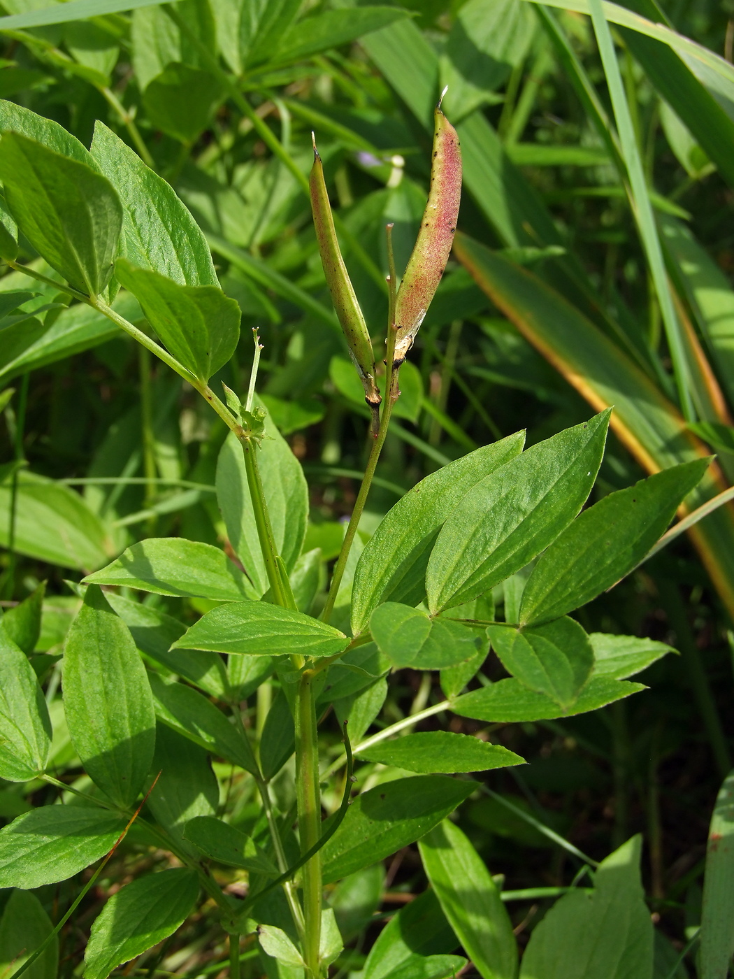 Изображение особи Lathyrus komarovii.