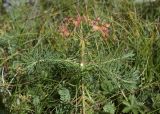 Euphorbia cyparissias. Верхушка отплодоносившего растения. Испания, автономное сообщество Каталония, провинция Барселона, комарка Бергеда, муниципалитет Сальдес, подножие горы Педрафорка, окр. смотр. площадки \"Гресолет\", 1557 м н.у.м., разнотравье на небольшом плато. 16.07.2020.