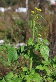 Brassica juncea. Верхушка цветущего растения. Приморский край, г. Владивосток, мусорная свалка. 01.10.2020.